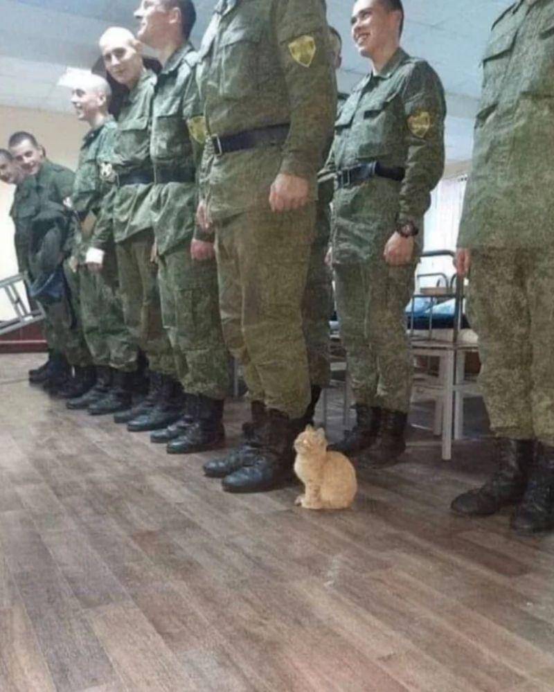 reddit.com/peacockspeacock